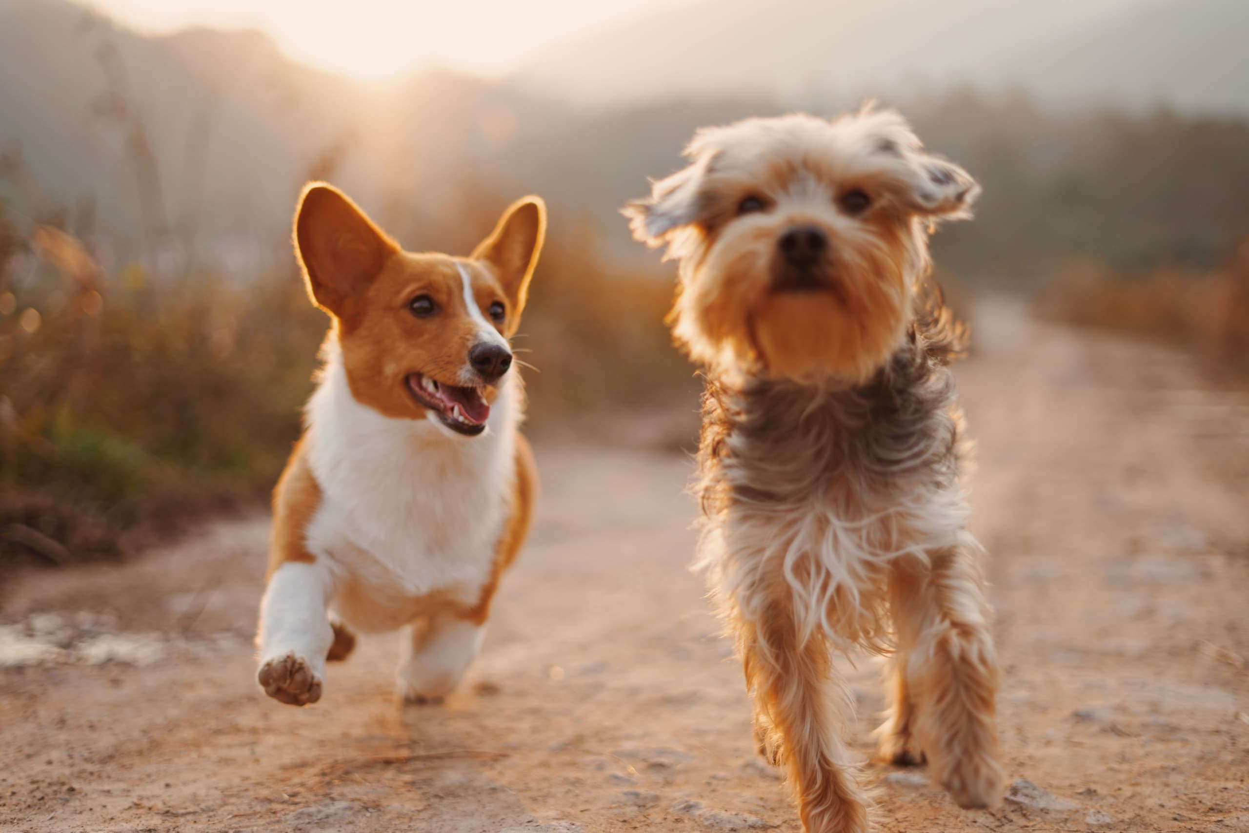 Two dogs walking