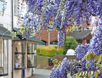 Tree with blue flower petals and a small shop in the background