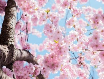 Cherry blossom tree with pink petals